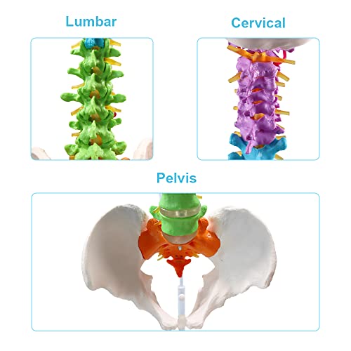 Аливово 'рбет модел 34 Анатомија на' рбетниот мозок модел обоен флексибилен анатомски модел на 'рбетот со пршлени, нерви, артерии,