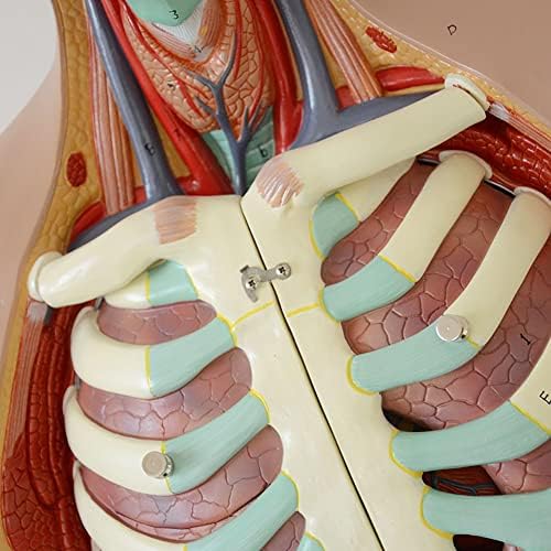 Еркто Анатомски органи на човекот Торзо 4Д модел на анатомско склопување - Модел на човечка анатомија на телото - Торзо модел Човечки