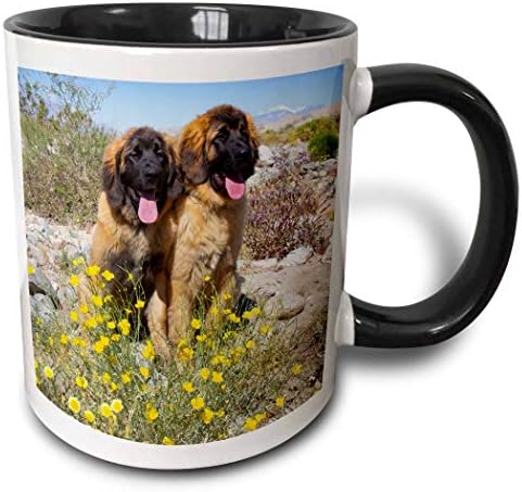 3дроза Данита Делимонт-Кучиња-Кученца Леонбергер во Пустината Колорадо-Чаши