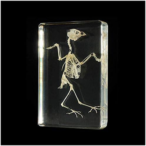 Наставен модел, примерок за вградување на скелети за птици - Примерок за скелети на птици со нумбулен знак - модел на природен коски на скелети