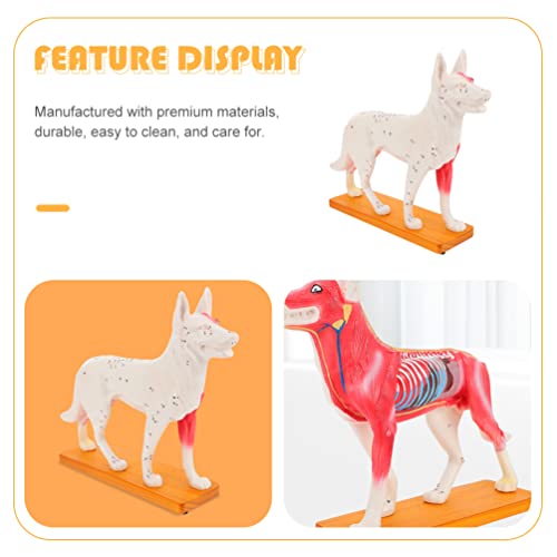4D Визија за модел на анатомија на кучиња, модел на кучиња Алатомија Алатка за настава на животински точки на ветеринарна обука, алатка за учење во училиштата