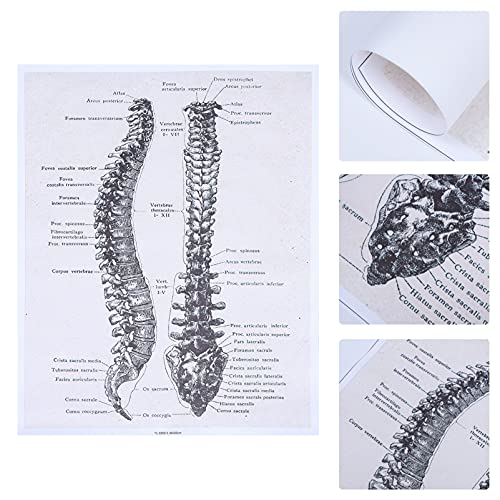 Балуу ретро декор ретро декор Анатомски постер анатомија табела 'рбетните нерви прави лекари или студенти за лекари или студенти Гроздобер