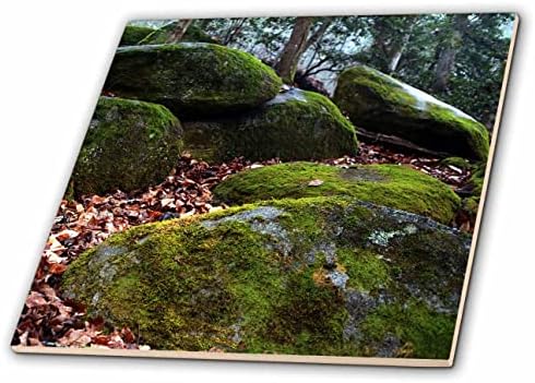 3дроза фотографија од големи камења покриени со мов во шумата. - Плочки