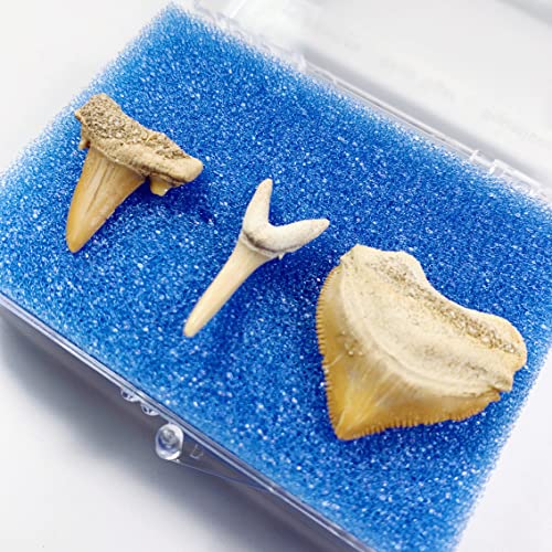 Фосилни заби на ајкули поставени со полето за прикажување и картичка за информации