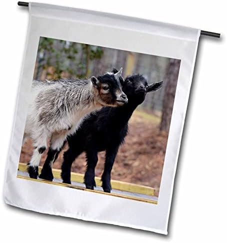 3Drose Фотографија од две нејасни кози за бебиња кои позираат за камерата. - знамиња