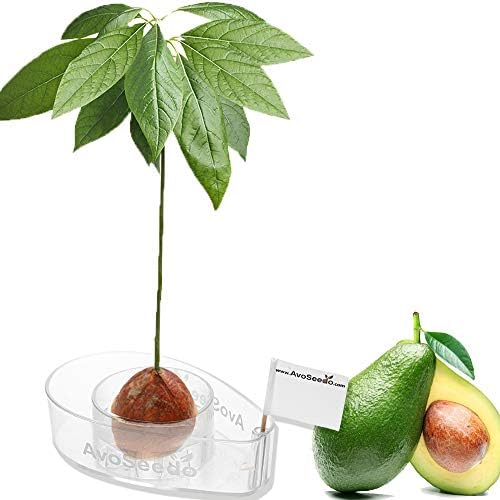 Комплет за растење на дрво од Авоседо Авокадо, чисти, практични подароци за жени, мама, сестра и најдобар пријател, растение во затворен