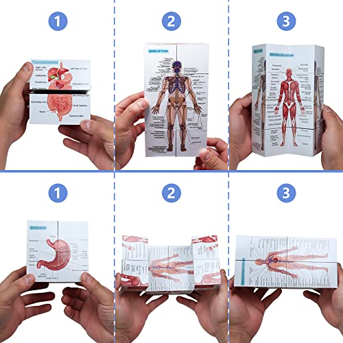 Комплет за практики на венипунктура Аливово, коцка за студија за човечка анатомија