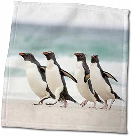 3drose Rockhopper пингвини кои ја преминуваат влажната плажа, Антарктикот - крпи