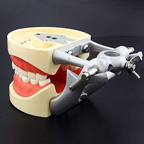 Yiwango Human Organ Model Dental Typodont Articulatulated Model, Студија за стоматолошка настава анатомија модел Отстранлив заби Стандарден типодонт