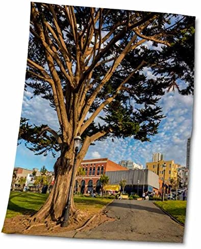 3drose Monterey Cypress во Парк, рибари Варф, Сан Франциско, Калифорнија - крпи