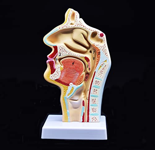 Модел на назална празнина на грлото, човечки анатомски модел за научни училници Студија наставна помош