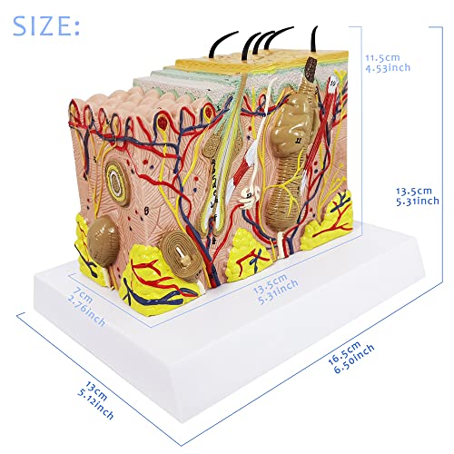 Евотех Анатомски модел на кожата, 35x зголемен модел на структура на кожата на кожата на кожата со коса за наука студија за настава