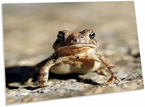 3drose макро фотографија на американска жаба што стои надвор. - Мачиња за подлога за биро