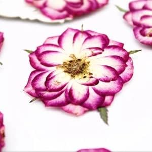 Mayhouse Fusia/бели притиснати рози за занаети со смола и повеќе